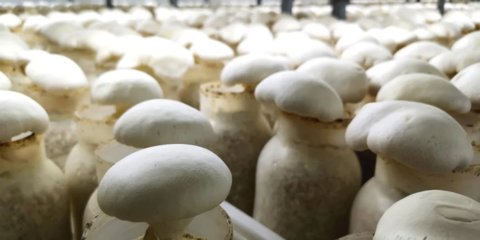 第三批中國特色農產品優勢區出爐，“商洛香菇”榜上有名